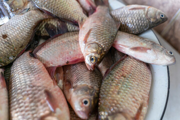 Crucians. Freshly caught raw fish. Selective focus, top view and copy space