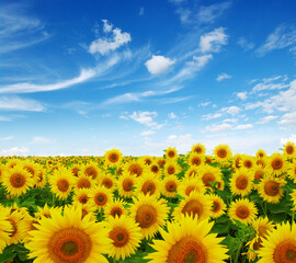 Obraz premium field of blooming sunflowers