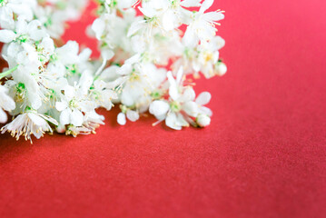Meadowsweet, or meadowsweet (Latin Filipndula) is a genus of perennial grasses of the Rosaceae...