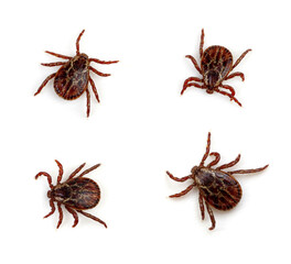 Tick isolated on white background