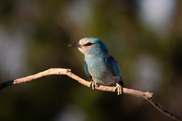 Carraca Europea