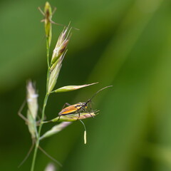 insect in the wild, grass sun, summer day