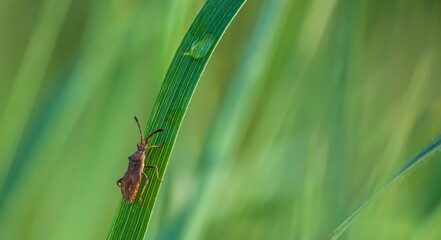 insect in the wild, grass sun, summer day