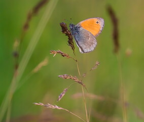 blue butterfly on the grass close-up in summer