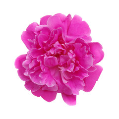 Close-up of a pink  peony flower isolated on white
