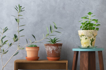 グリーンインテリア