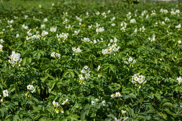 Flowering of growing potatoes. Large white potato flower with fresh green leaves