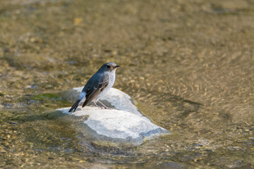 Side view of a Female Plumbeous water redstart perched on a rock