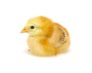 Chick isolated on white