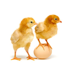 brown egg and chicks isolated on a white