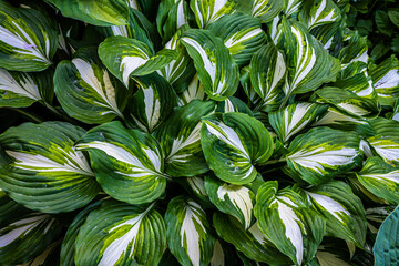 Naklejka na ściany i meble green leaves of plants in the garden. texture