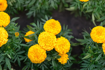 Tagetes erecta (American marigolds, African marigolds). Bright yellow flowers close-up in the garden.