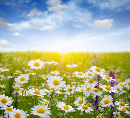 Fototapeta na wymiar field of daisy flowers