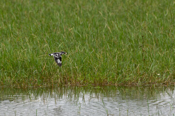 Pied kingfisher flying away with it's catch