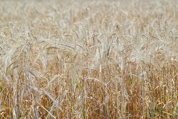 wheat, field, agriculture, crop, grain, nature, cereal, plant, summer, farm, harvest, corn, rye, golden, rural, straw, food, yellow, ripe, bread, grass, landscape, growth, seed, barley