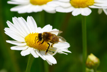  Bee on a daisy