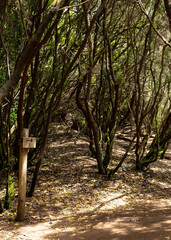 bosque de anaga en tenerife
