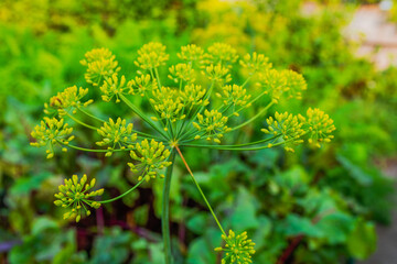 Dill grows in the garden in summer. Large umbrella of green dill
