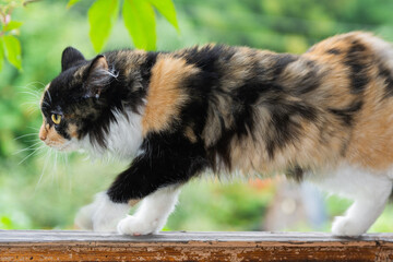 Cute fluffy little black and white and ginger kitten. Domestic young tricolor cat outdoors