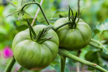 There are large green tomatoes hanging from a branch in the greenhouse garden
