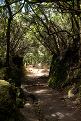 bosque de anaga en tenerife