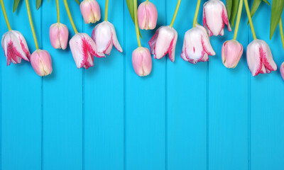 Tulips on blue wood.