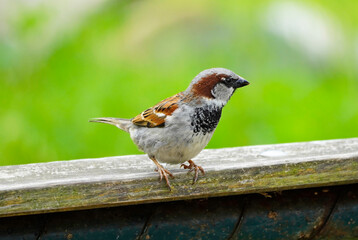 Sparrow in close-up on a wooden fence. Bird with brown white plumage. Songbird. Passeridae.
