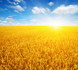 Fototapeta premium Wheat field and sun