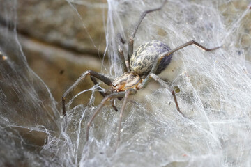 Barn funnel weaver close up on its cobweb. Tegenaria domestica. Common european house spider.