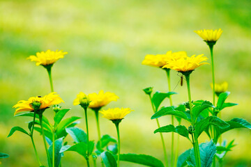 Obraz premium False sunflower in close-up with a green background. Heliopsis. Oxeye.
