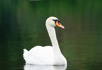 Fototapeta premium Mute swan with white plumage on a lake. White bird against a dark background. Cygnus olor