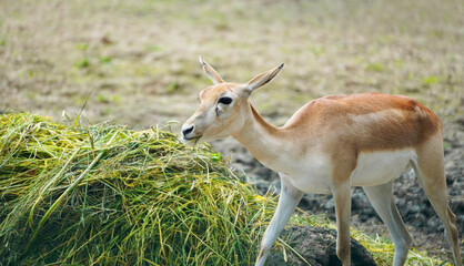 Naklejka na ściany i meble Side close-up of the Impala eating grass. African antelope. Aepyceros