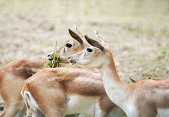 Two impalas eating grass. African antelope. Aepyceros.