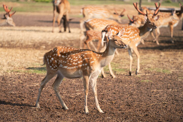 A group of spotted deer in nature. Selective focus.