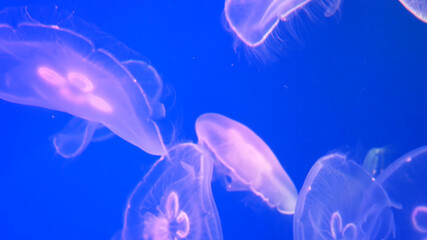 underwater jellyfish, underwater world, jellyfish, mammals, beautiful jellyfish