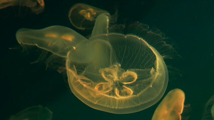 underwater jellyfish, underwater world, jellyfish, mammals, beautiful jellyfish
