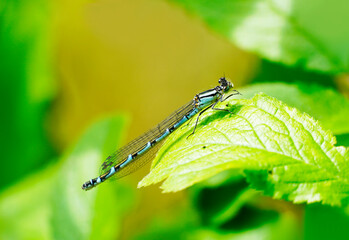 Virgin dragonfly in close-up against a green background. Blue colored insect in a natural...