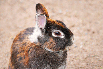 Rabbit with brown white fur sits on the ground. Animal in close up. Leporidae © Elly Miller