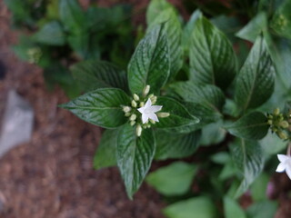 flowers in a garden