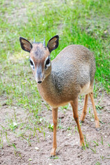 Portrait of a Kirk Dikdik. Madoqua kirkii. Small species of antelope from Africa. Animal with brown white fur in close-up.