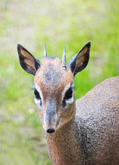 Portrait of a Kirk Dikdik. Madoqua kirkii. Small species of antelope from Africa. Animal with brown white fur in close-up.