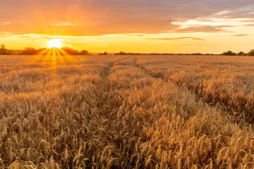 Obraz premium Scenic view at beautiful summer sunset in a wheaten shiny field with golden wheat and sun rays, deep blue cloudy sky, road and rows leading far away, valley landscape