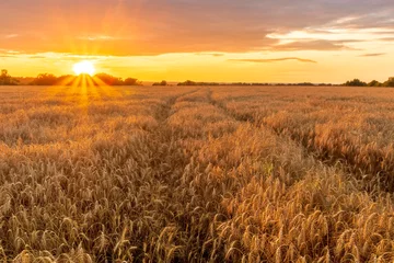 Deurstickers Scenic view at beautiful summer sunset in a wheaten shiny field with golden wheat and sun rays, deep blue cloudy sky, road and rows leading far away, valley landscape © Yaroslav