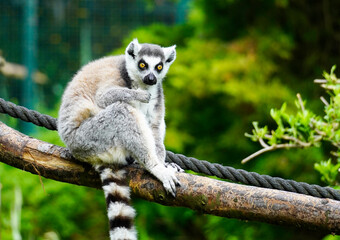 Lemur against a green background. Portrait of a ring-tailed lemur. Lemuriformes.