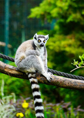 Lemur against a green background. Portrait of a ring-tailed lemur. Lemuriformes.