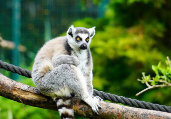 Lemur against a green background. Portrait of a ring-tailed lemur. Lemuriformes.