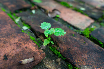 Closeup of small grass moss plants in the cracks of red bricks