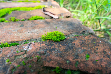 Close-up of moss in the cracks of red bricks