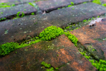Close-up of moss in the cracks of red bricks