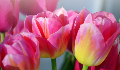 Fototapeta premium Beautiful pink tulip background texture